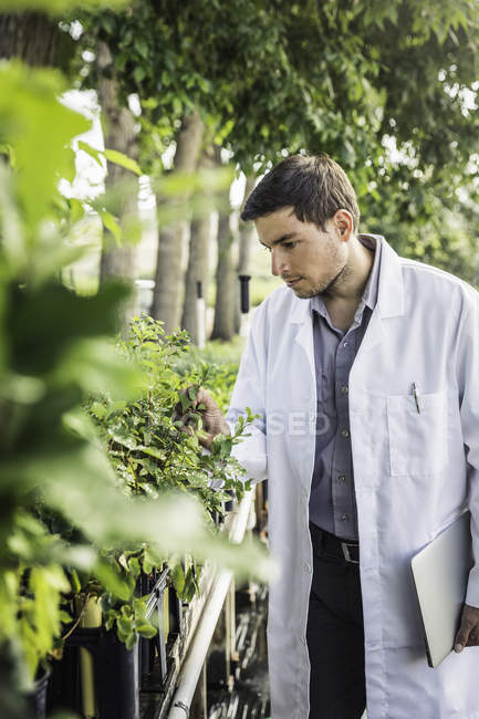 Cientista que examina plantas em instalações de pesquisa de crescimento vegetal — Fotografia de Stock