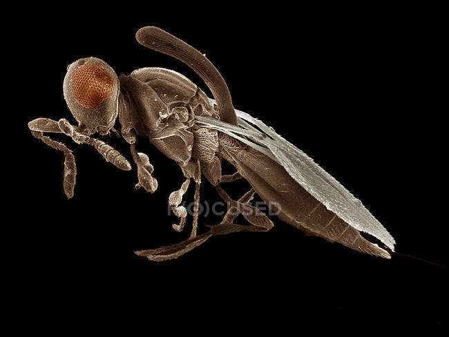 Parasitic wasp, Inostemma SEM — Stock Photo