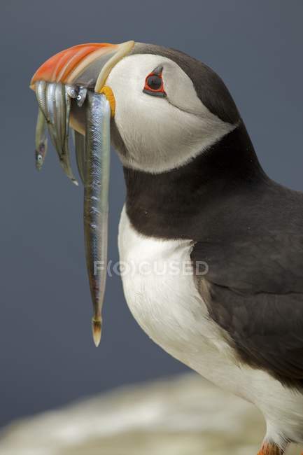 Atlantischer Papageientaucher mit Fisch im Mund — Stockfoto
