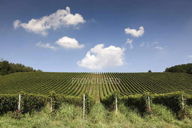 Вид на виноградники в Ланге — стоковое фото