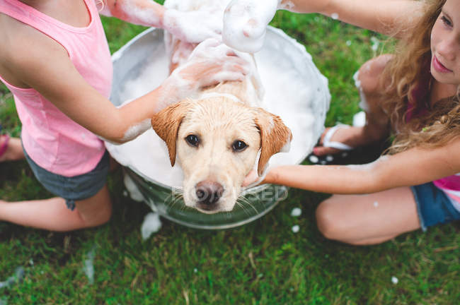Labrador retriever puppy in bucket looking up while girls washing in soap — Stock Photo
