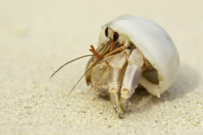Crabe ermite en coquille — Photo de stock