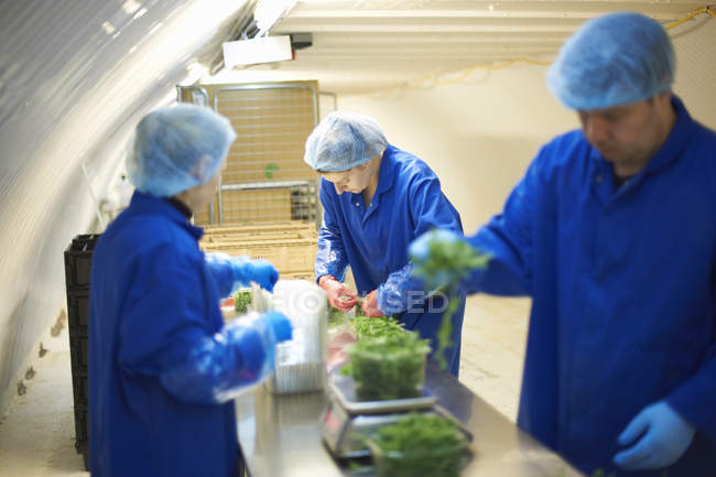 Trabajadores en línea de producción que usan redes para el cabello empaquetando verduras - foto de stock