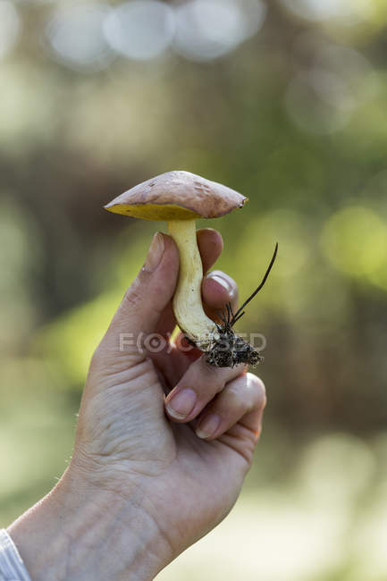 Female forager hand holding fresh picked mushroom — Stock Photo