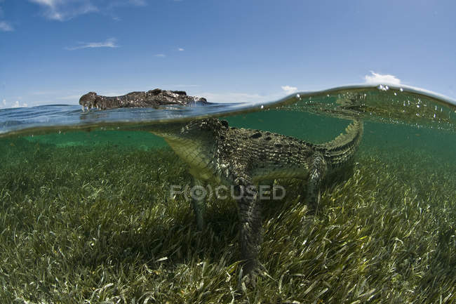 Nivel de superficie del cocodrilo americano nadando en la reserva de la biosfera chinchorro - foto de stock
