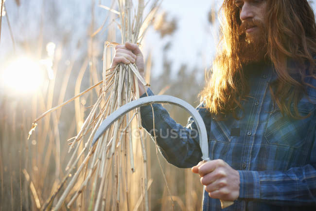 Uomo che raccoglie il grano con la falce — Foto stock