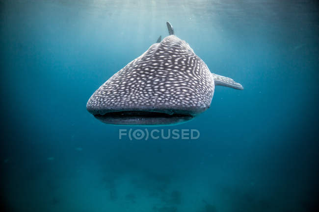Walhai schwimmt unter Wasser — Stockfoto