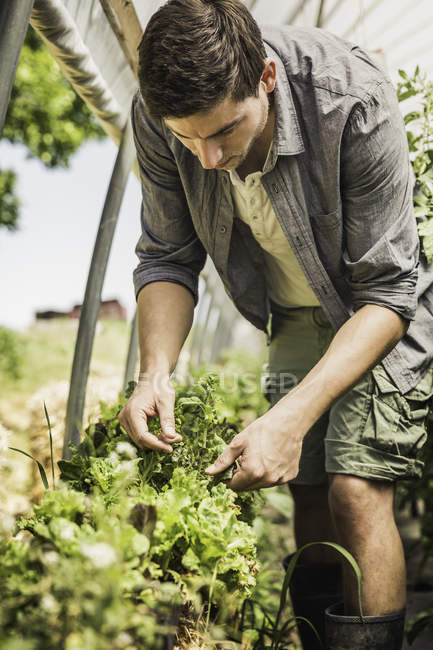 Mann im Polytunnel überprüft Gemüse — Stockfoto