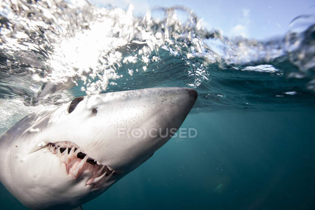 Gros plan sgot de requin-taupe bleu nageant sous l'eau — Photo de stock