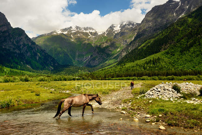 Horse walking through river — Stock Photo