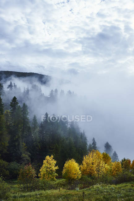 Vue panoramique de la forêt dans les nuages, Chamois, Italie — Photo de stock