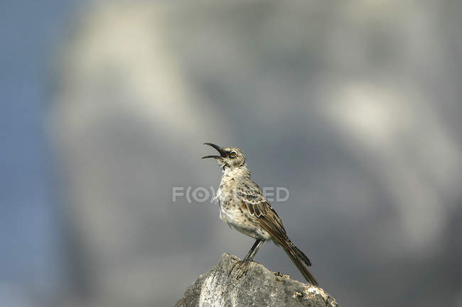 Mockingbird perching on stone, Galapagos Islands, Ecuador — Stock Photo