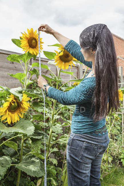 Woman measuring sunflowers in garden — Stock Photo