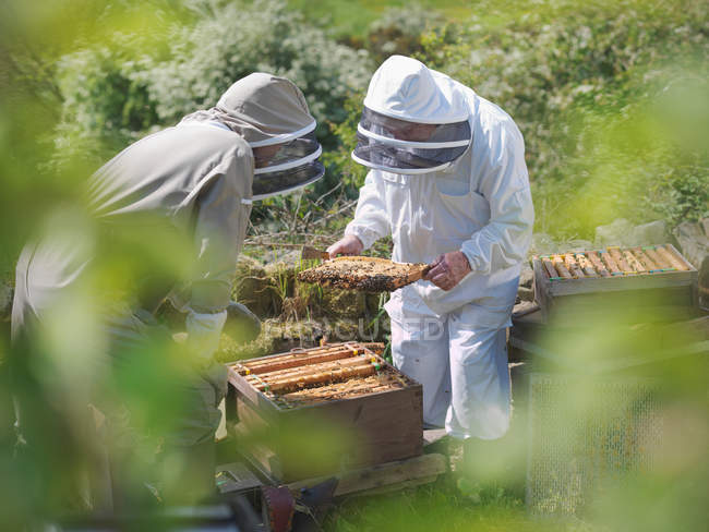 Los apicultores inspeccionan la colmena - foto de stock