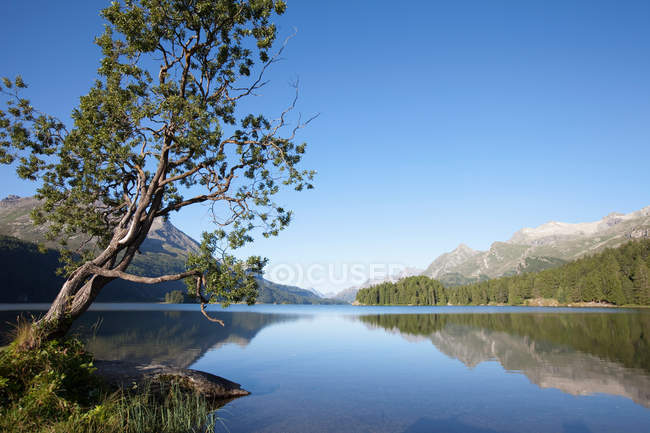 Lago rodeado de montañas alpinas y árboles - foto de stock