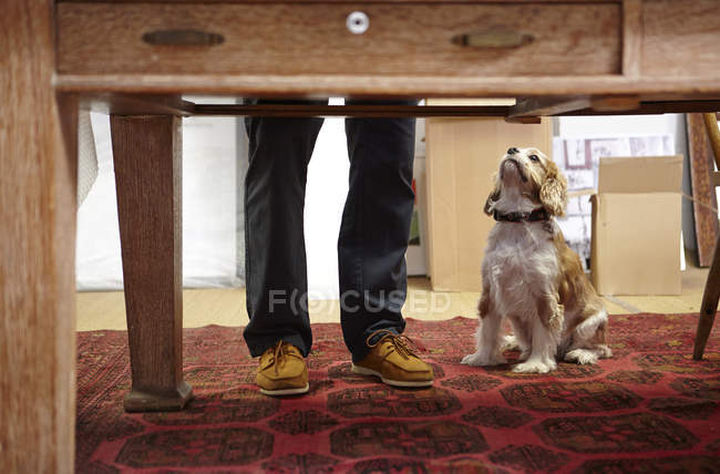 Mans legs and dog looking up in picture framers workshop — Stock Photo