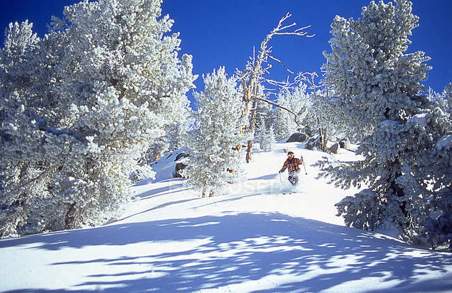 Male skier skiing downhill on powder snow, Lake Tahoe, California, USA — Stock Photo