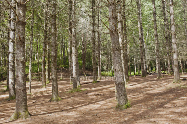 Forêt nationale de Pisgah — Photo de stock