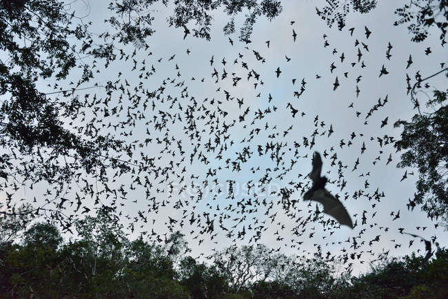 Morcegos saindo da caverna para se alimentar ao pôr do sol, Reserva da Biosfera de Calakmul, Campeche, México — Fotografia de Stock