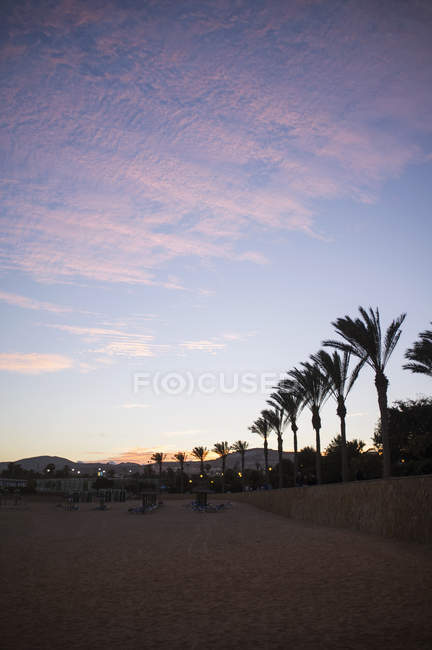 Leerer Strand und Palmen — Stockfoto