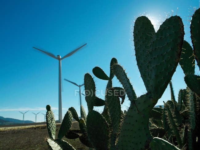 Turbinas eólicas con cactus - foto de stock