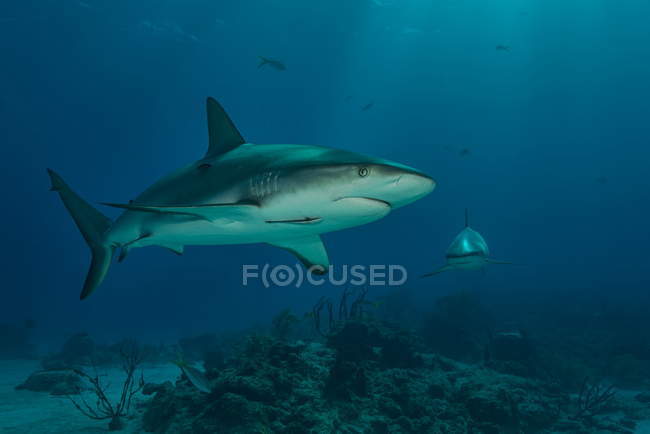 Vista submarina de la natación de tiburones de arrecife, Tiger Beach, Bahamas - foto de stock