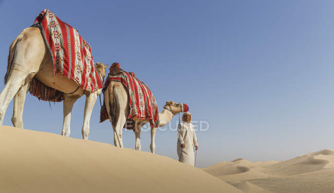 Beduino liderando dos camellos en el desierto, Dubai, Emiratos Árabes Unidos - foto de stock