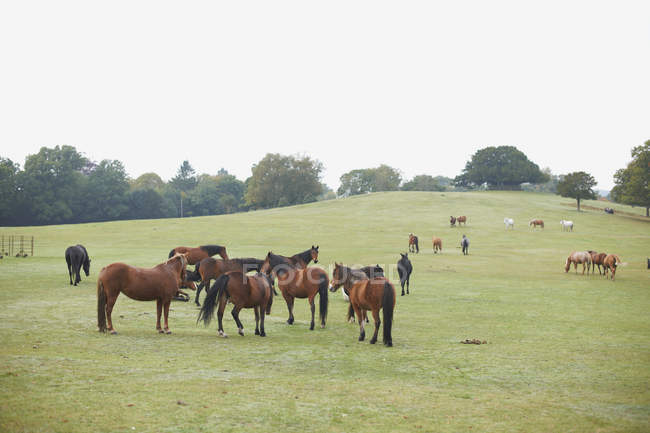 Bay horses in field — Stock Photo
