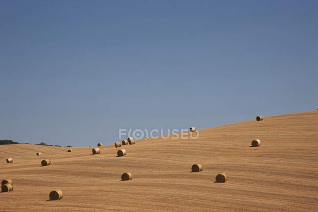 Vista de fardos de paja en maizal cosechado, Pienza, Val D 'Orcia, Toscana, Italia - foto de stock