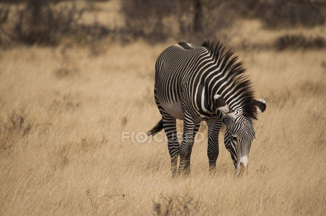Zebra pastando no parque nacional de Amboseli — Fotografia de Stock