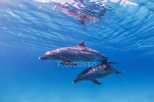 Atlantic Spotted Dolphins swimming under water — Stock Photo