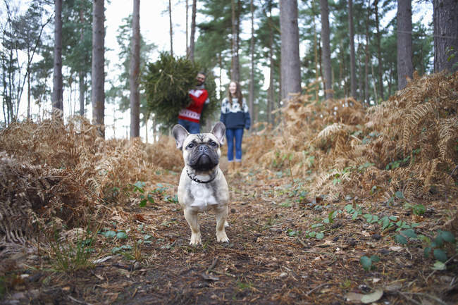 Retrato de perro delante de pareja joven con árbol de Navidad en el bosque - foto de stock