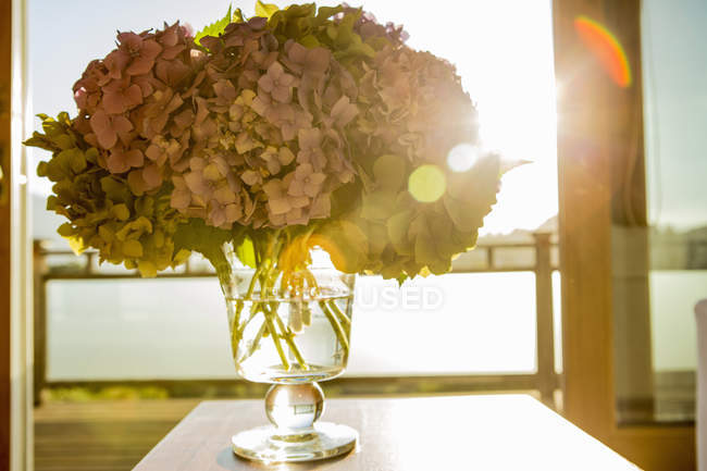 Hydrangea flowers in glass vase — Stock Photo