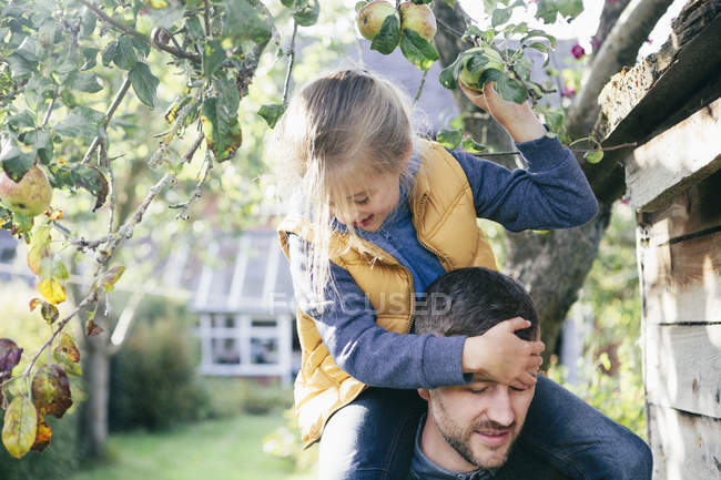 Дочка на плечах батька, збираючи яблуко з дерева — стокове фото