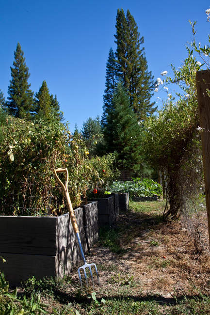 Pitchfork placed near fence at garden — Stock Photo