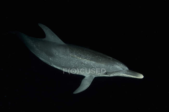 Gefleckter Delfin nachts unter Wasser — Stockfoto