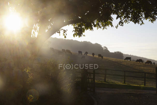 Herd of silhouetted cows grazing on hillside — Stock Photo
