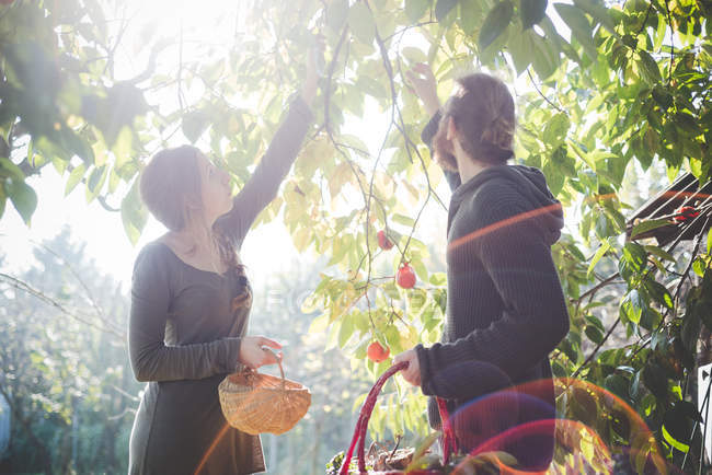 Young couple picking apples from tree — Stock Photo