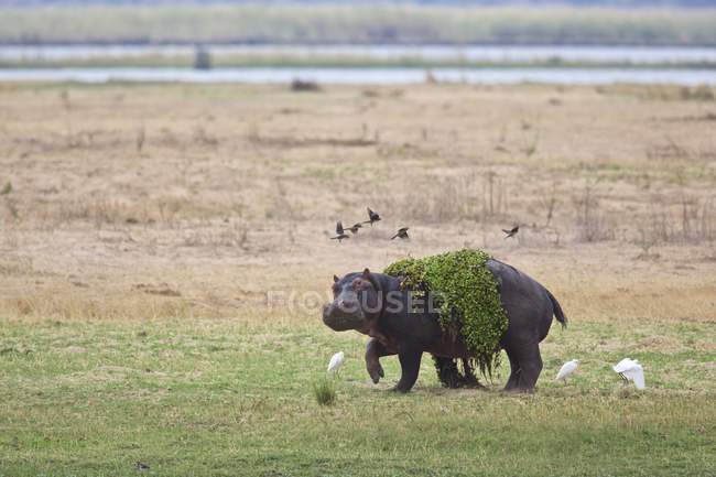 Hippopótamo ou Hippopótamo anfíbio no Parque Nacional de Mana Pools, Zimbabué, África — Fotografia de Stock