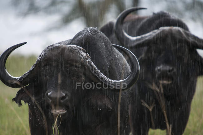 Buffalo standing in rain — Stock Photo