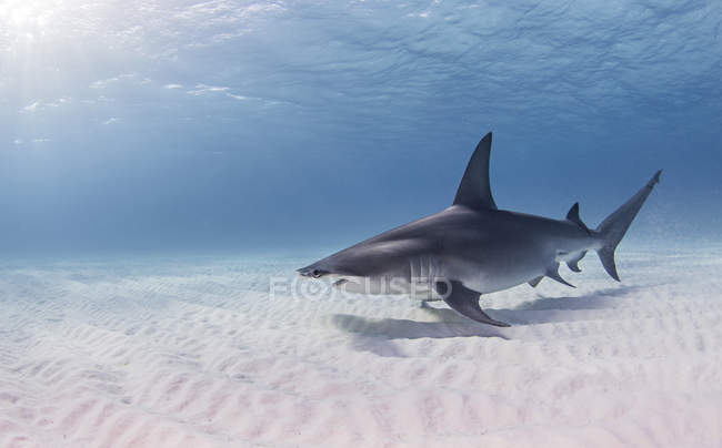 Great Hammerhead Shark swimming near seabed — Stock Photo