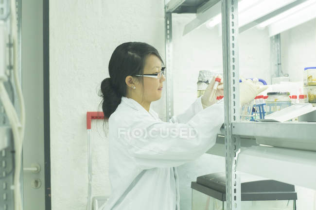 Científica mirando la muestra de la planta del tubo de ensayo en laboratorio - foto de stock