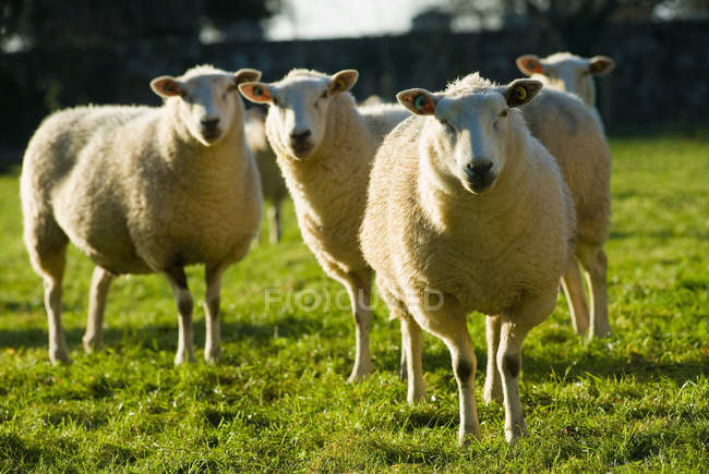 Pâturage des moutons dans la prairie le jour, cherington, uk — Photo de stock