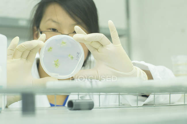 Крупный план женщины-ученого, рассматривающей образец растений в чашке Петри в лаборатории — стоковое фото