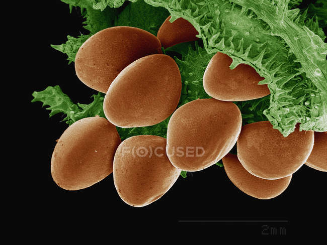 Coloured scanning electron micrograph of eggs of melon bug — Stock Photo