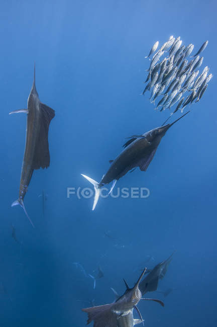Gruppo di pesci vela sott'acqua — Foto stock