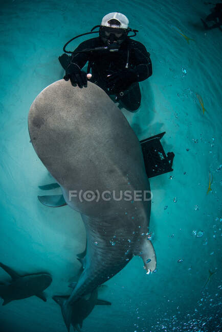 Високий кут огляду аквалангіста - акваланга, що гладить тигрових акул ніс, банки північних Багамських островів, Багами. — стокове фото