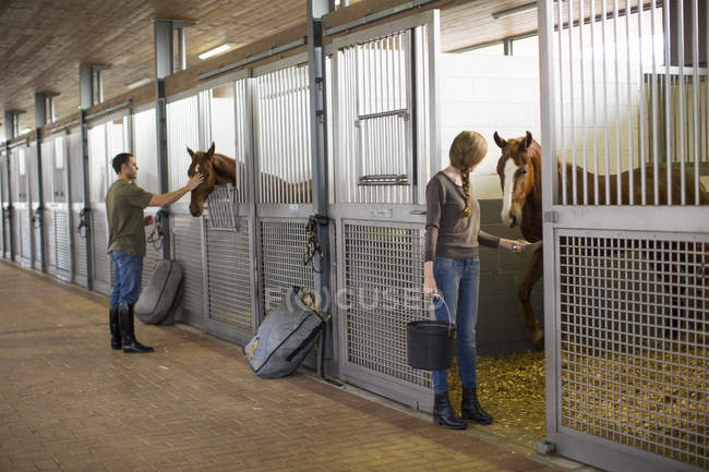 Manos estables alimentando caballos en establos - foto de stock