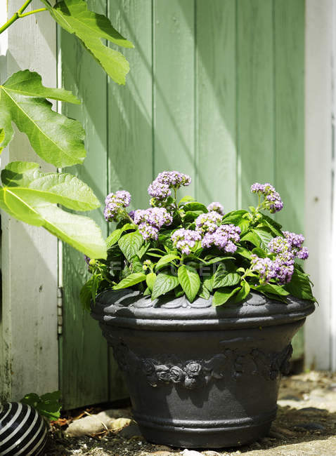 Садовое растение с фиолетовыми цветами в горшке — стоковое фото