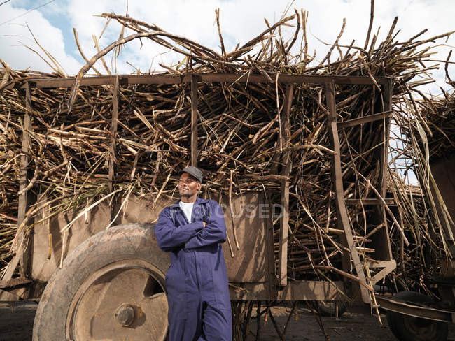 Worker With Truck Of Sugar Cane — Stock Photo